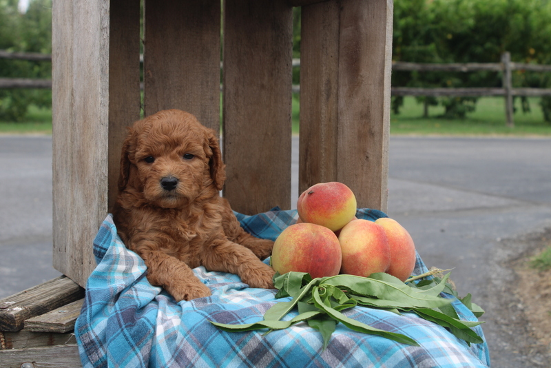 puppy, for, sale, Mini Goldendoodle F2, Matthew B. Stoltzfus, dog, breeder, Gap, PA, dog-breeder, puppy-for-sale, forsale, nearby, find, puppyfind, locator, puppylocator, aca